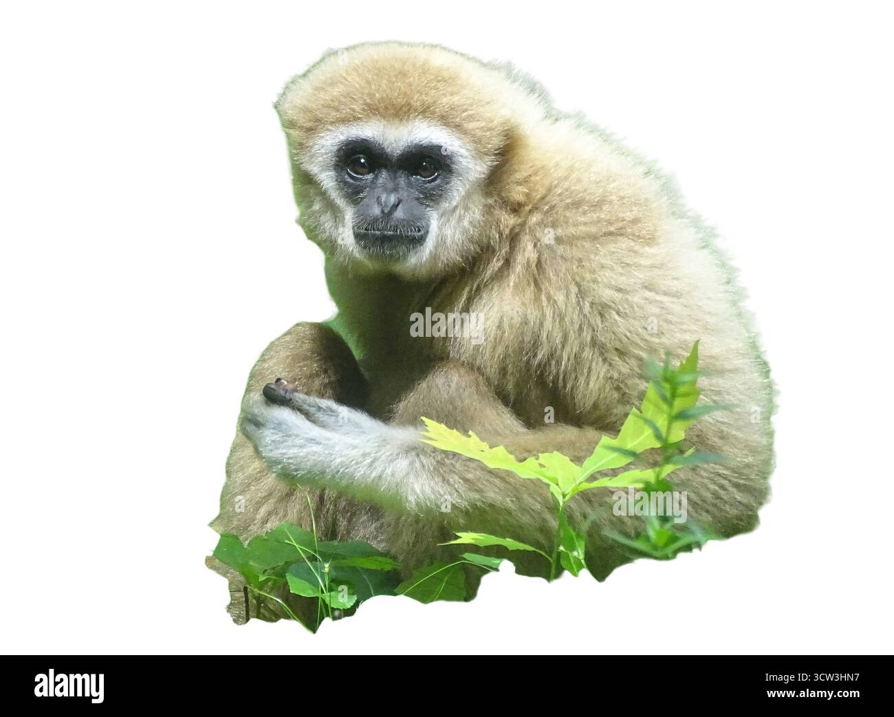 LAR-Gibbon-Affe isoliert auf weiß. Hylobatriegel Stockfoto LAR-Gibbon-Affe isoliert auf weiß. Hylobatriegel Stockfoto