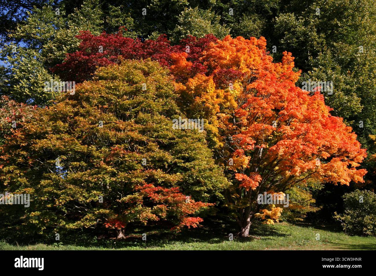 Acer Palmatum „Sango kaku“ Korallenrinde Ahorn. Stockfoto