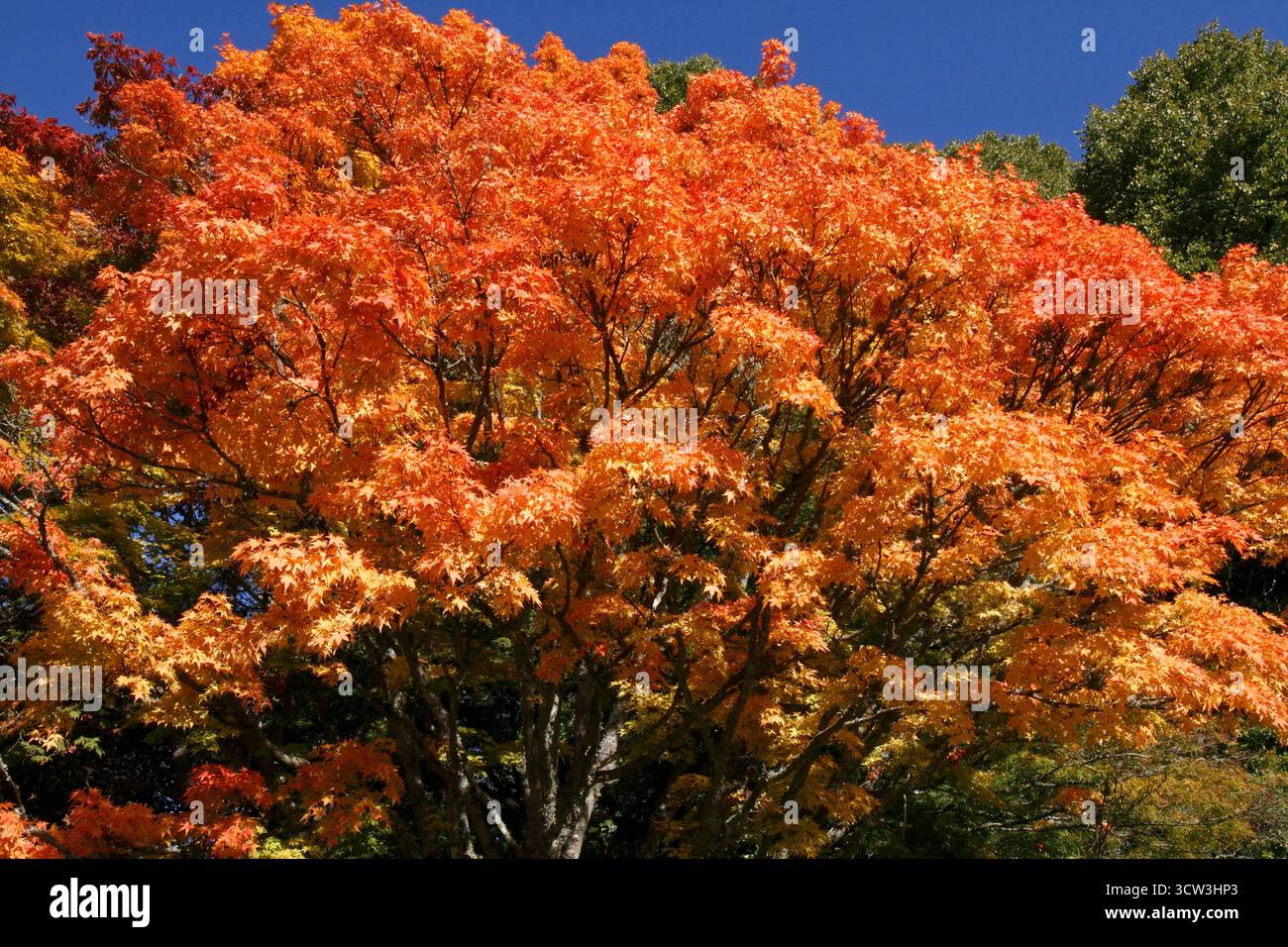 Acer Palmatum „Sango kaku“ Korallenrinde Ahorn. Stockfoto