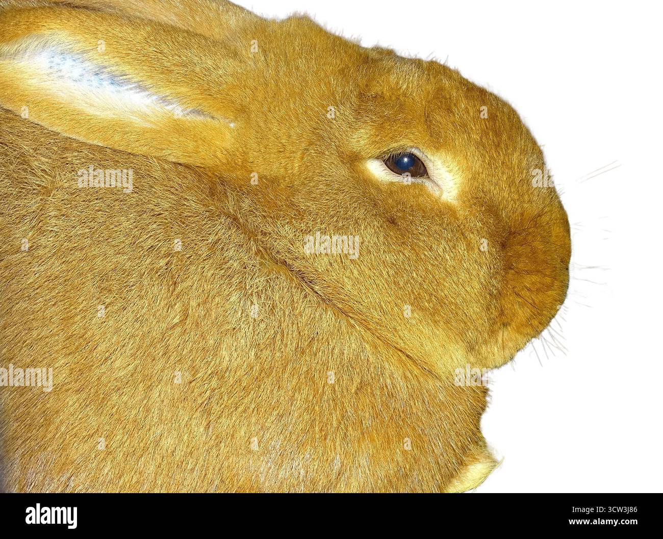 Neuseeländisches rotes Kaninchen isoliert auf weiß Stockfoto