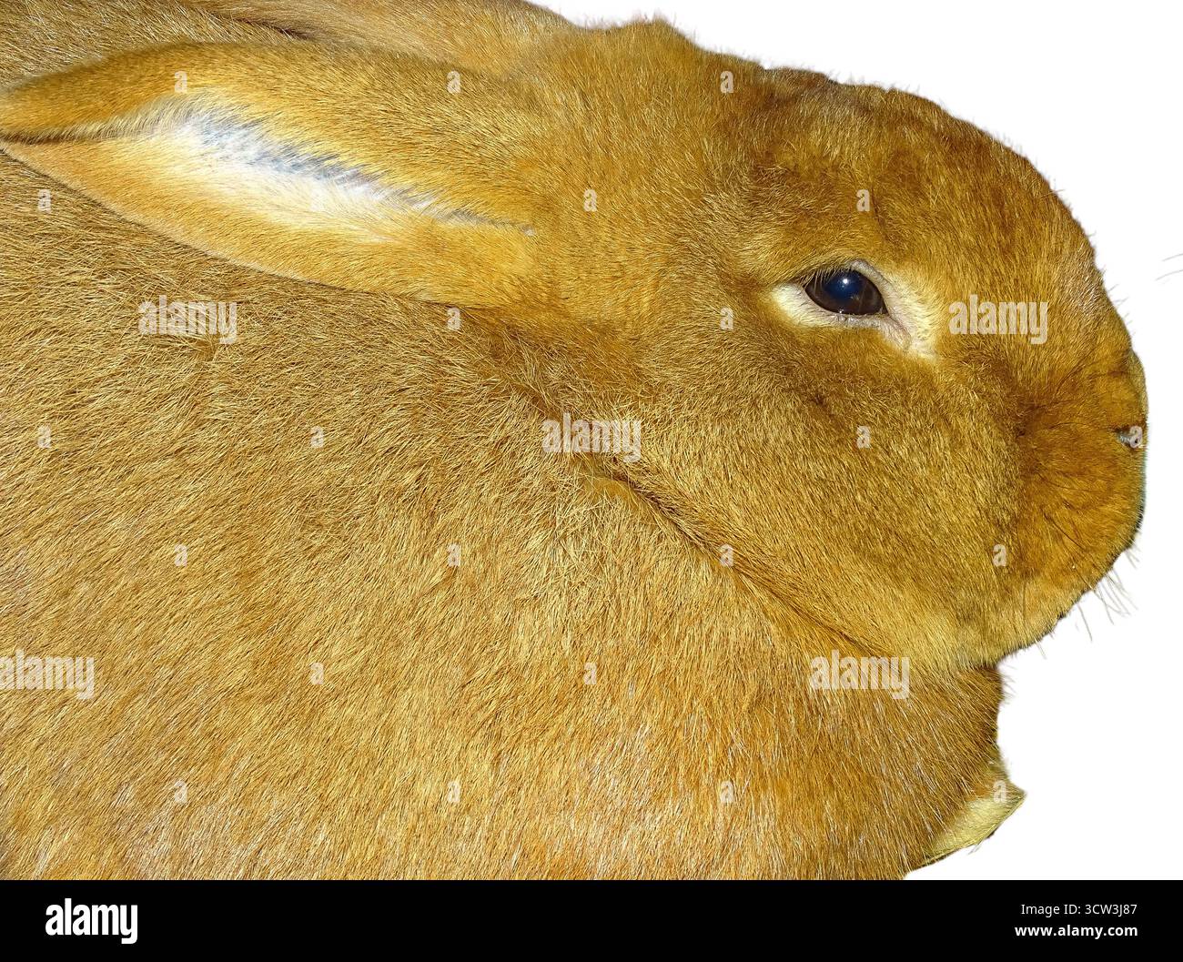 Neuseeländisches rotes Kaninchen isoliert auf weiß Stockfoto