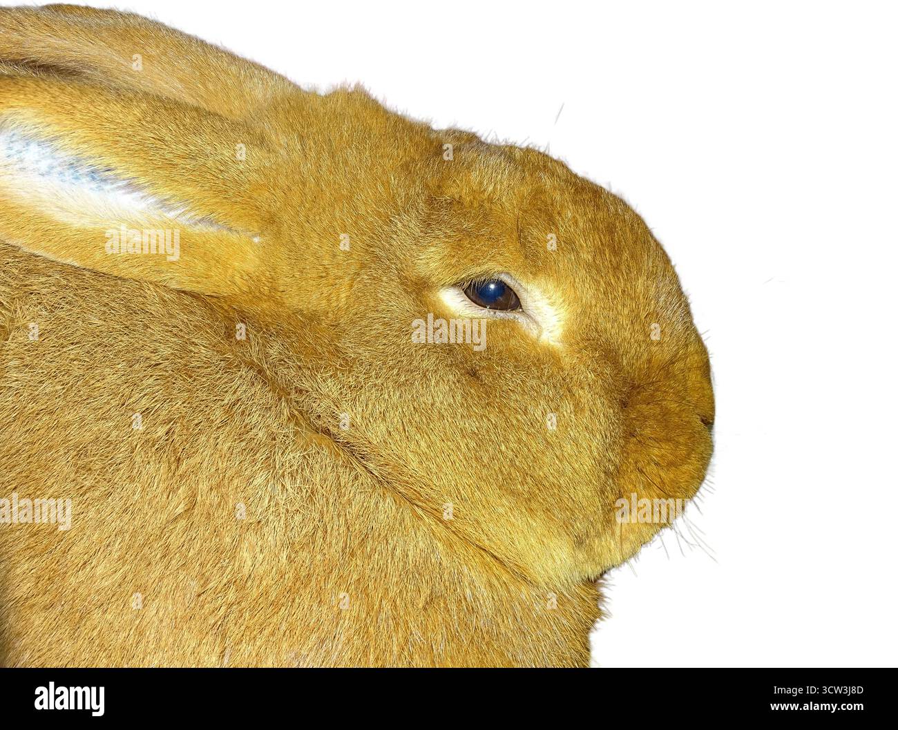 Neuseeländisches rotes Kaninchen isoliert auf weiß Stockfoto