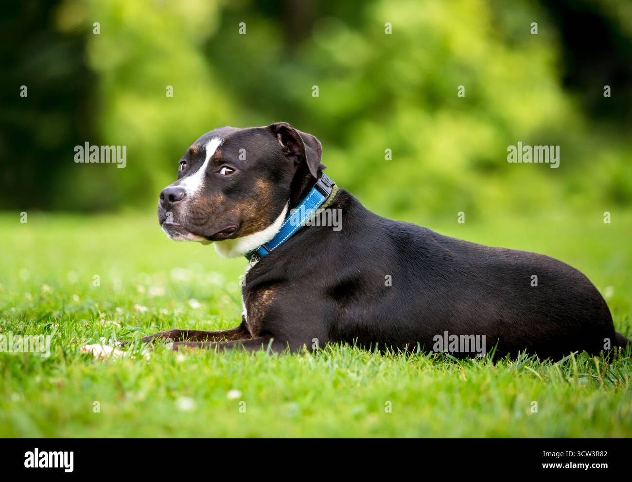 Ein Mischhund, der im Gras liegt und seitlich in die Kamera schaut Stockfoto