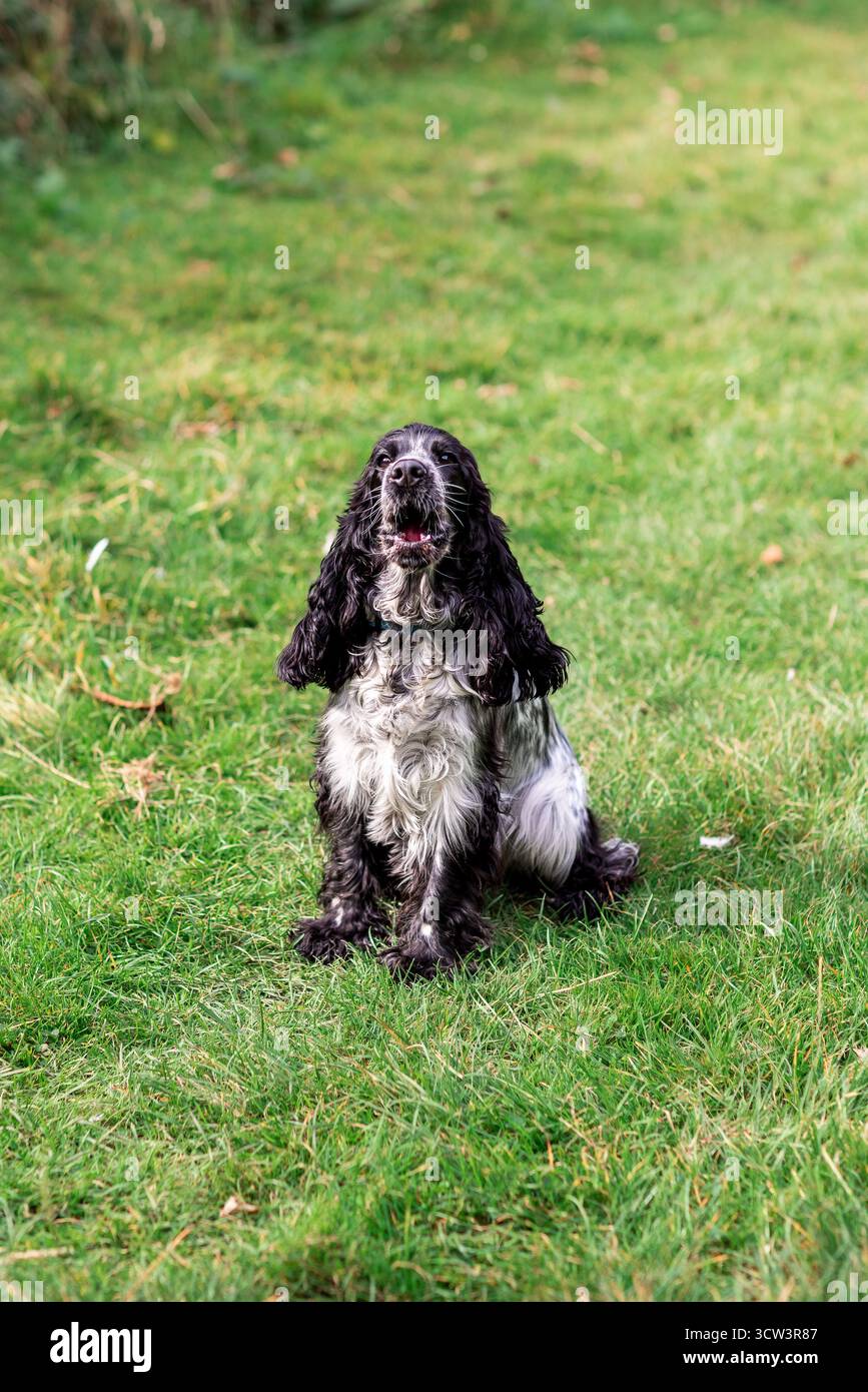 Wunderschöner englischer Cocker Spaniel, der die offene Landschaft genießt und frei auf frischem Gras läuft. Perfektes Foto für Themen des aktiven Lebensstils, der Landschaft mit Stockfoto