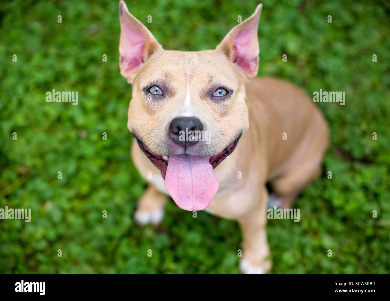 Ein kitzfarbiger Pit Bullterrier Mischlingshund, der aufblickt und keucht Stockfoto