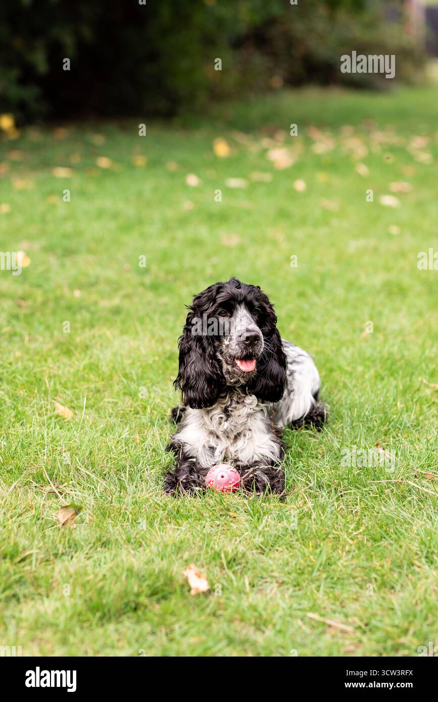 Wunderschöner englischer Cocker Spaniel, der die offene Landschaft genießt und frei auf frischem Gras läuft. Perfektes Foto für Themen des aktiven Lebensstils, der Landschaft mit Stockfoto