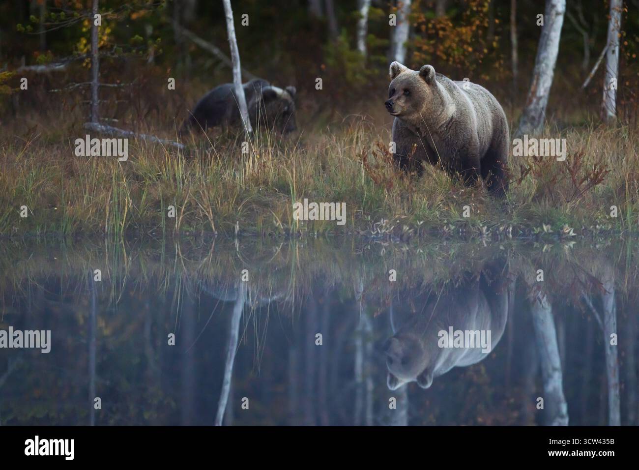 Zwei Braunbären (Ursus arctos) stehen in der Abenddämmerung am Rand eines ruhigen Waldsees, deren Reflexionen deutlich sichtbar auf der Wasseroberfläche sind. Stockfoto