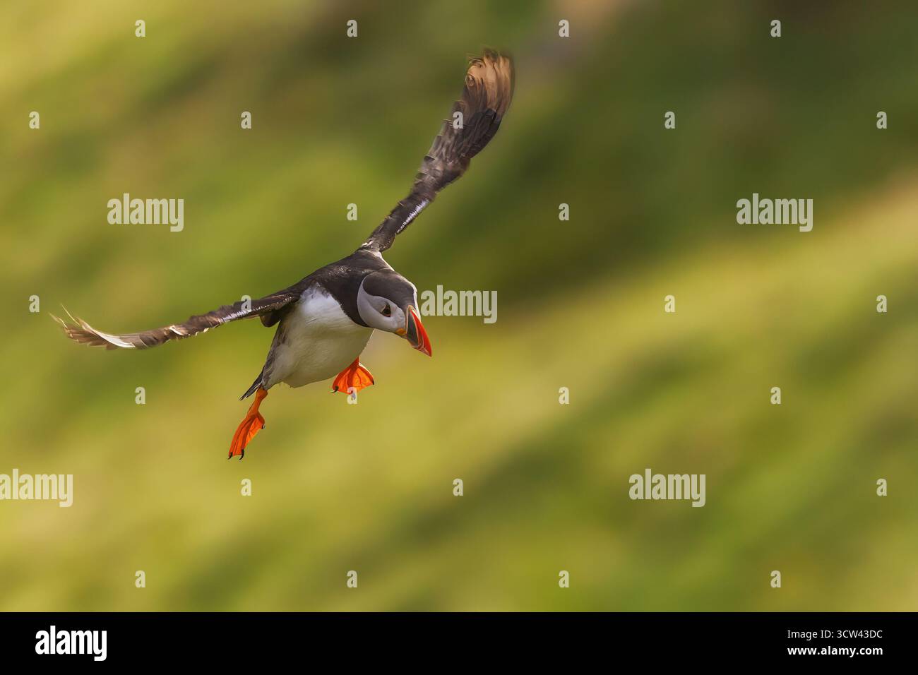Ein Atlantischer Puffin (Fratercula arctica) steigt mit vollständig gespreizten Flügeln und orangen Füßen nach unten. Stockfoto