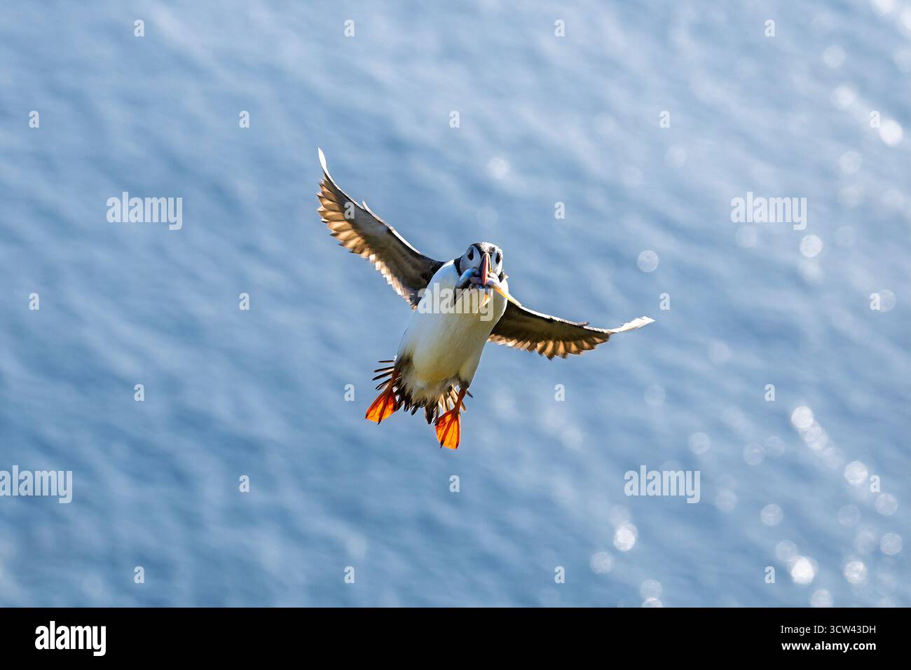 Ein Atlantischer Puffin (Fratercula arctica) fliegt mit Fischen über den schimmernden Ozean. Stockfoto