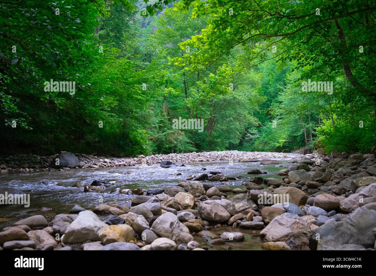 Wasser zwischen Wald und felsigem Ufer. Fluss im Bergwald. Gebirgsfluss fließt durch die grünen Bäume Stockfoto