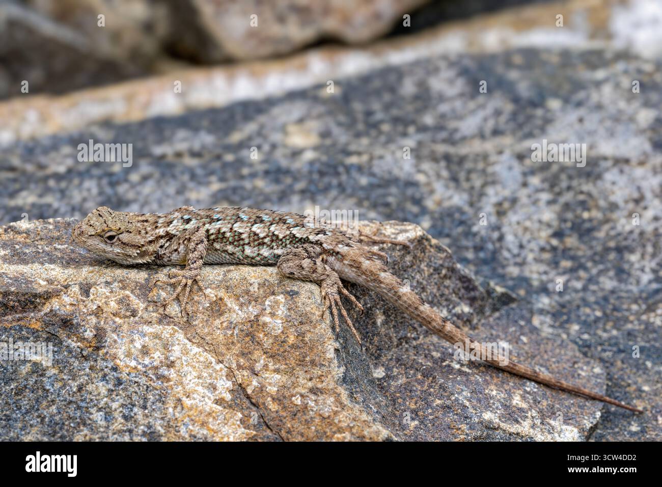 Eine westliche Zaunechse liegt auf einem Felsen im Ochoco National Forest, Oregon, USA Stockfoto