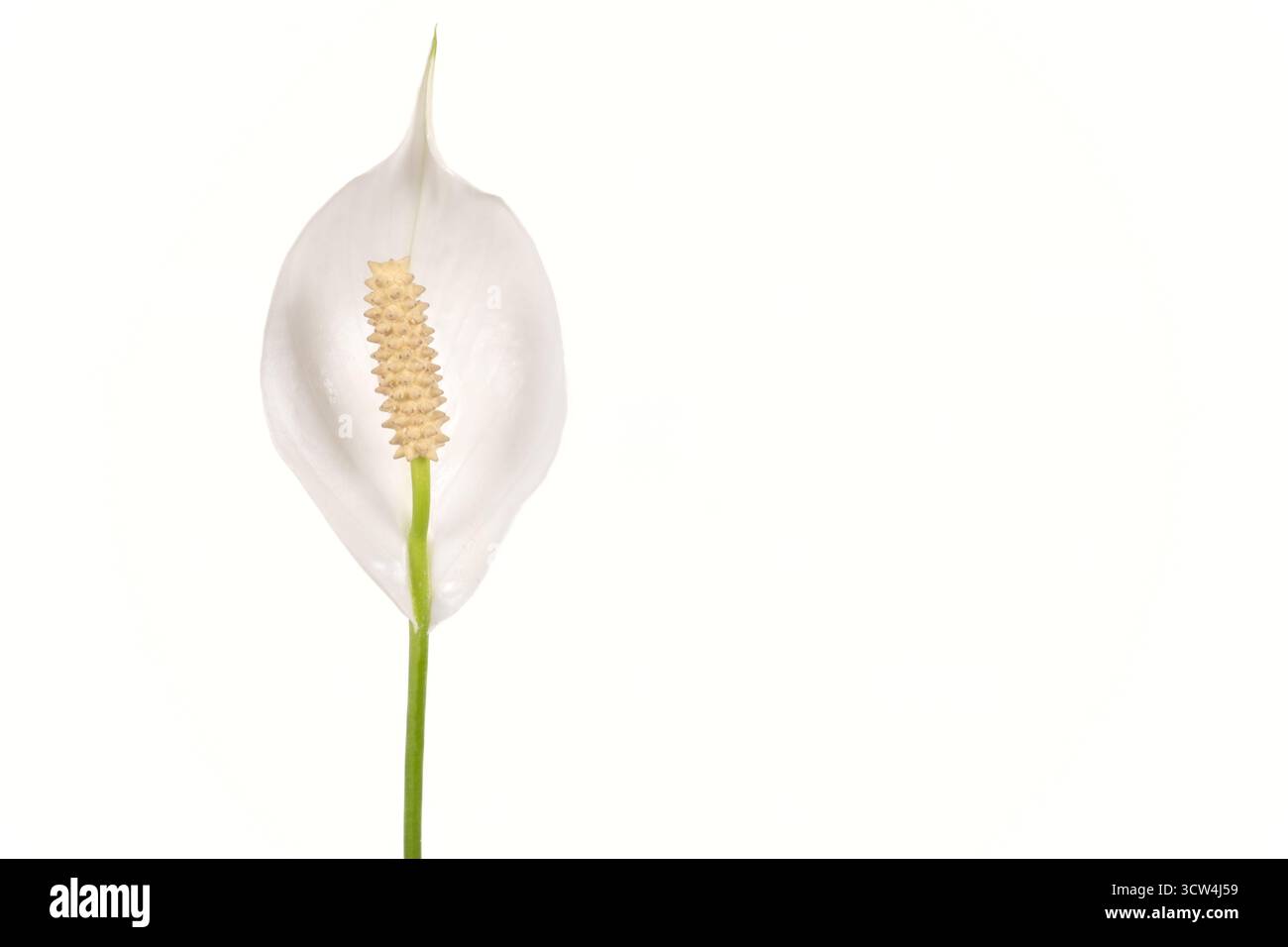 Topf Spathiphyllum oder Frieden Lilie Blume und Blatt, frische weie Blume  mit grnem Laub isoliert auf weiem Hintergrund, Zimmerpflanze  Stockfotografie - Alamy