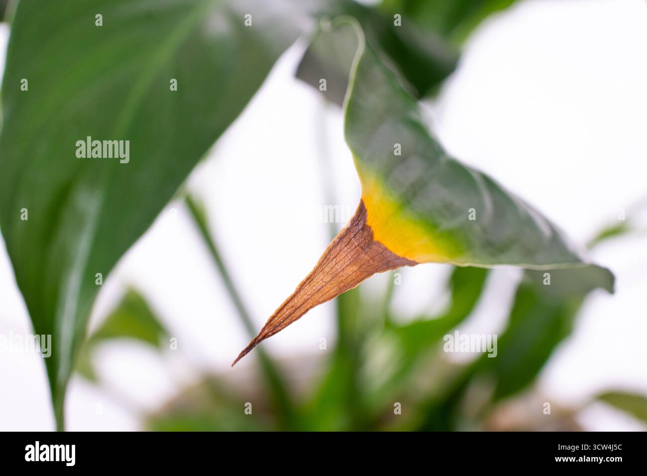 Monstera krankheiten -Fotos und -Bildmaterial in hoher Auflsung  Alamy