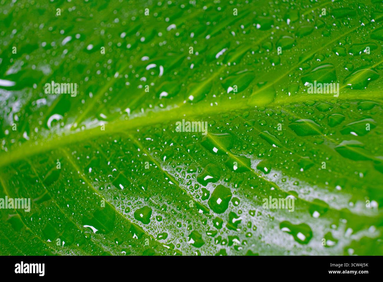 yam plant Yellow Yam – Glamorous Acres Farm main image 0
