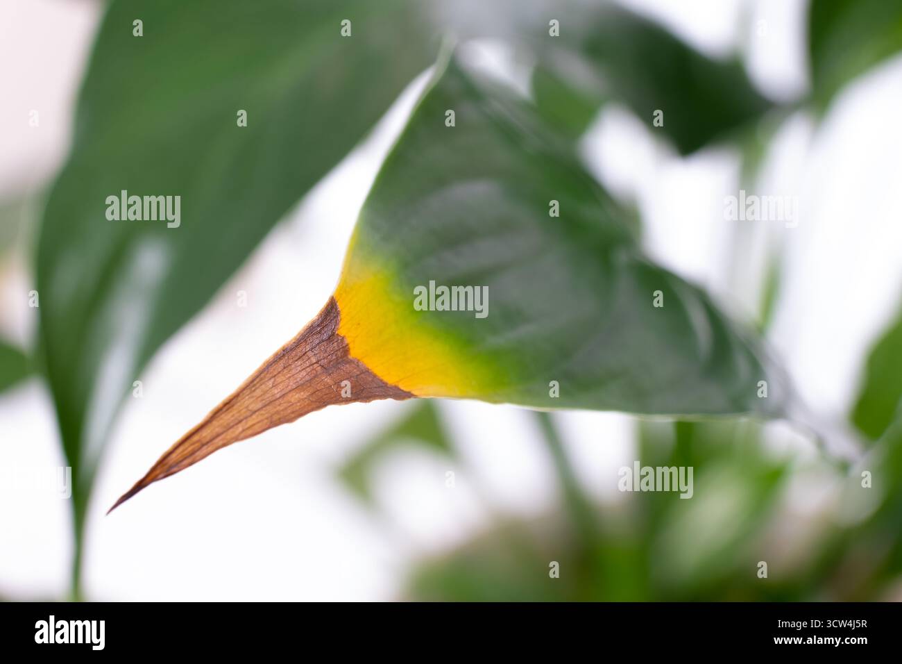 Krankheiten der Zimmerpflanzen. Zimmerpflanzen Krankheiten Krankheiten  Identifizierung und Behandlung, Zimmerpflanzen Sonnenbrand. Weibliche Hnde  schneiden beschdigte Bltter ab Stockfotografie - Alamy