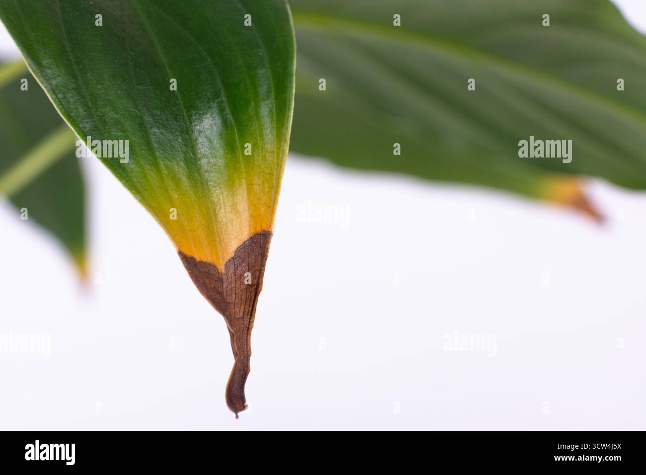 gardenline saatgut erfahrungen Trockenrasen kaufen main image 1