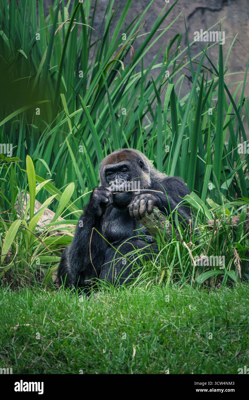 Ein ruhiger Gorilla sitzt zwischen hohem Gras und grünen Pflanzen und genießt einen Moment der Ruhe in seiner natürlichen Umgebung. Stockfoto
