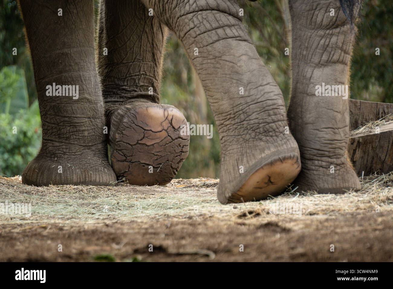 Ein Elefant steht auf einer unbefestigten Oberfläche, seine Füße nah an einem großen, zerrissenen Ball, in einer natürlichen Umgebung im Freien. Die Szene fängt die Tierwelt ein. Stockfoto
