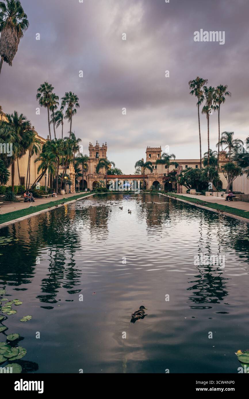 Ein ruhiger Teich, umgeben von Palmen im Balboa Park, mit Enten, die am späten Nachmittag unter einem bewölkten Himmel über die Oberfläche gleiten. Stockfoto
