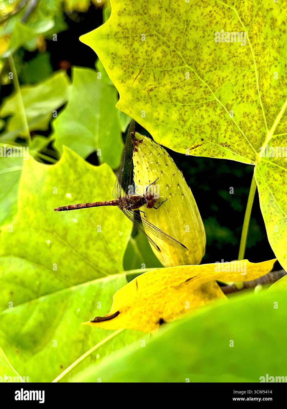 Libelle, die auf einer Samenkapsel oder einem Reifen Behälter eines Tulpenbaums aufliegt Liriodendron tulipifera im Herbst, Bulgarien, Osteuropa, Balkan - Smartphone-aufgenommenes Stockfoto