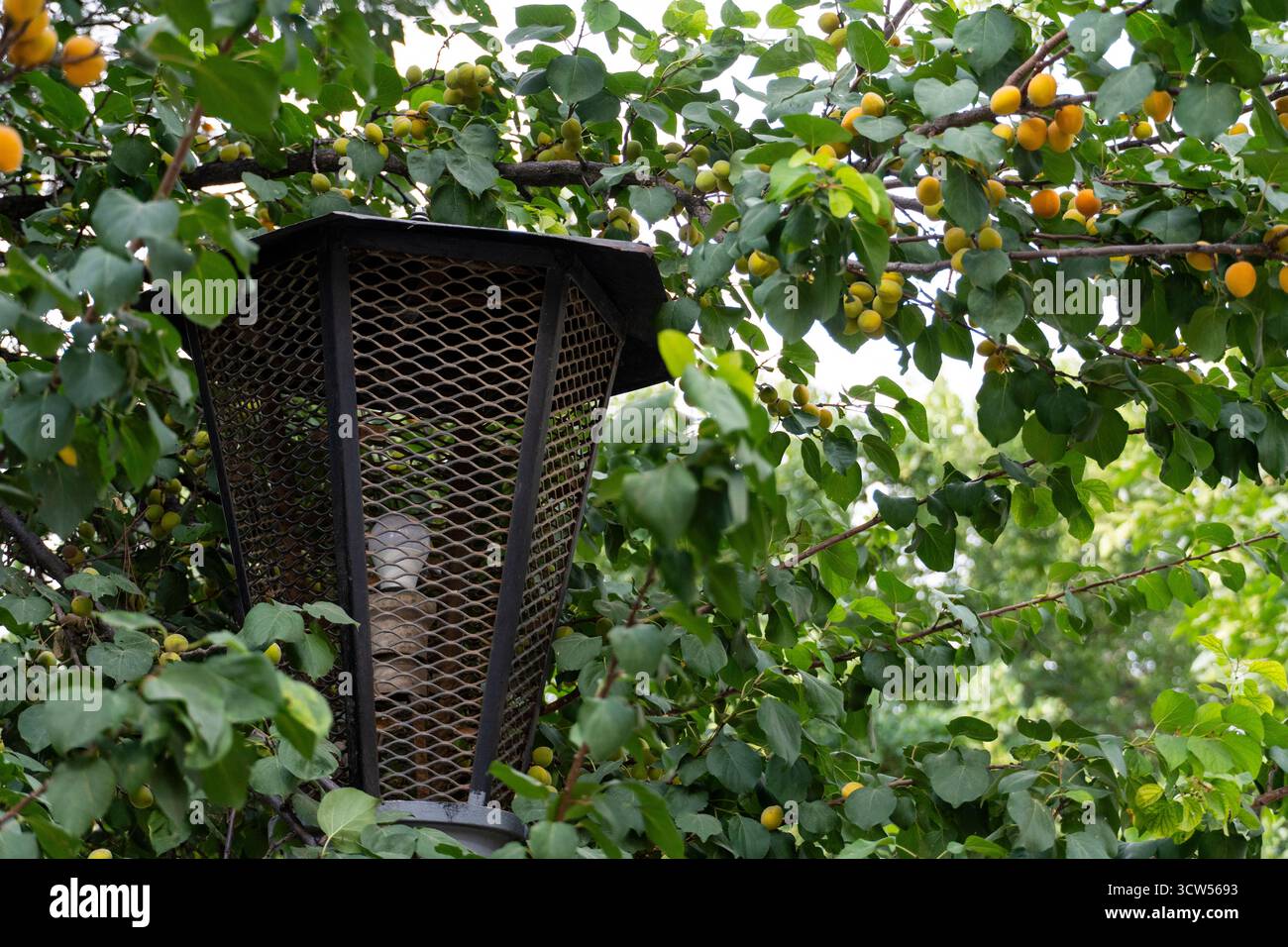 Eine rustikale Metalllaterne, eingebettet zwischen üppig grünen Blättern und reifenden gelben Früchten, die eine ruhige ländliche Atmosphäre weckt Stockfoto