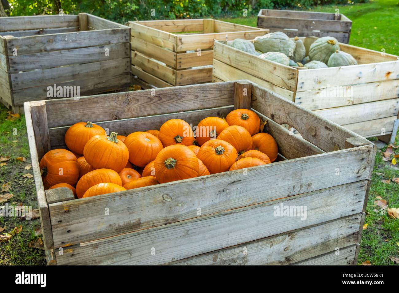 Verschiedene Kürbisse auf dem Bauernmarkt. Ernte- und Erntedankkonzept. Stockfoto