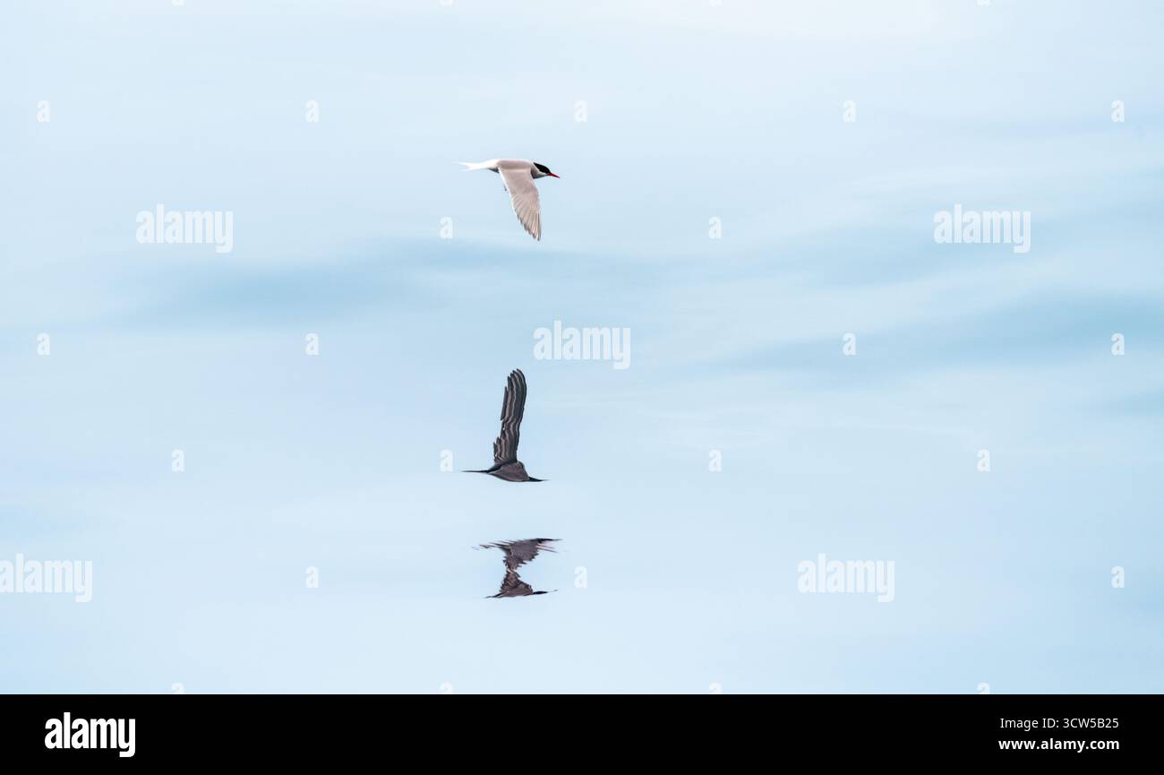 antarktische Seeschwalbe über die ruhigen antarktischen Gewässer Stockfoto