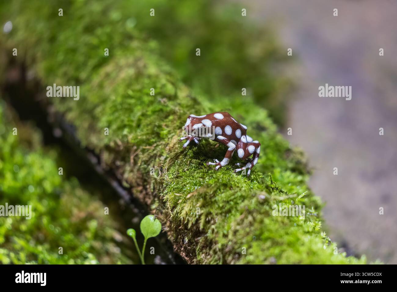 Der Maranon-Giftfrosch (Excidobates mysteriosus) auf moosigem Baumstamm, Amphibie in der Familie Dendrobatidae, gebürtig in Peru. Stockfoto