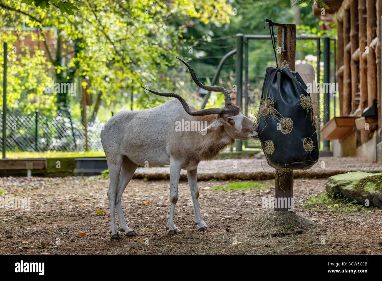 Die Addax (Addax nasomaculatus) Antilopenfresser Heu im Zoologischen Garten Mulhouse, Frankreich. Andere Namen: Weiße Antilope oder die Drehhornantilope, Anim Stockfoto