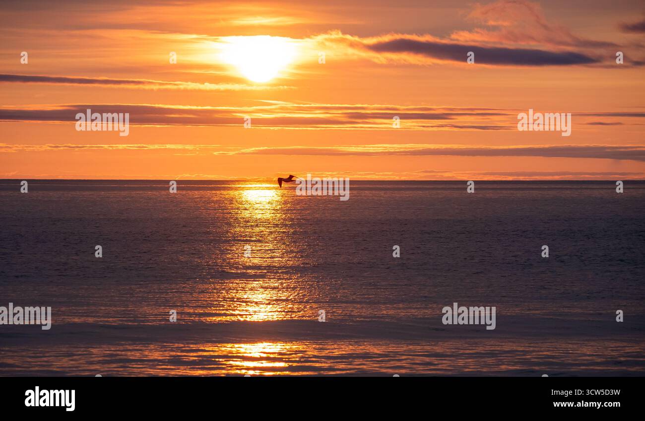 Möwen fliegen über ruhiges Meer bei Sonnenaufgang mit goldenen Reflexen auf dem Wasser Stockfoto