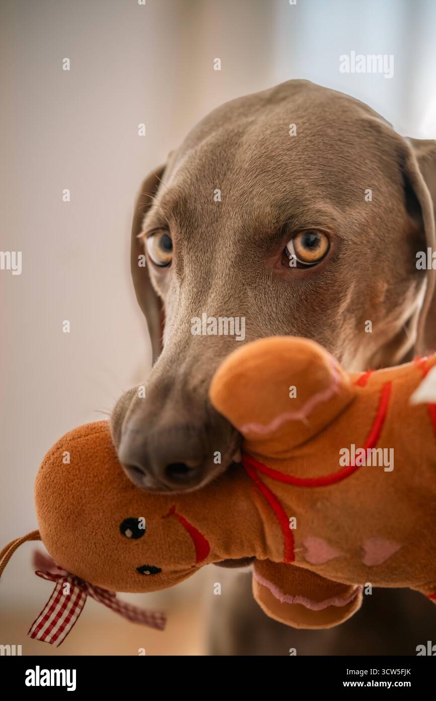 Nahaufnahme eines wunderschönen Weimaranerhundes, der ein Ginger-man-Plüschtier sanft im Mund hält und direkt in die Kamera blickt Stockfoto
