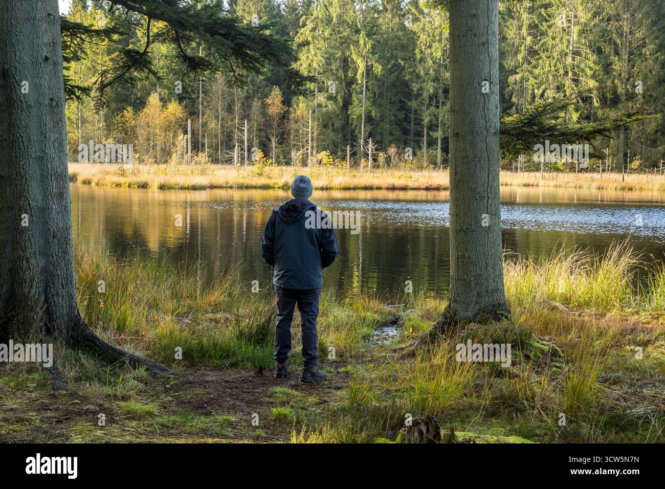 Mann, der zwischen zwei sehr großen Kiefern steht und über den ruhigen Waldsee blickt, ein ruhiger Moment in der Natur Stockfoto