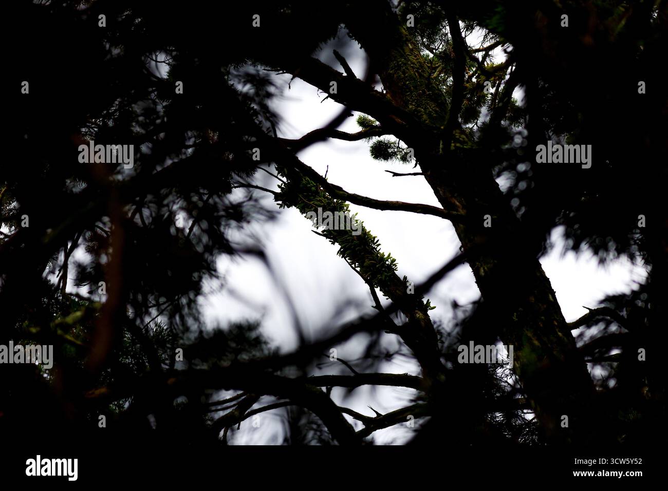 Silhouette von Stämmen, Ästen und Blättern auf einem Baum vor einem klaren Himmel Hintergrund Stockfoto