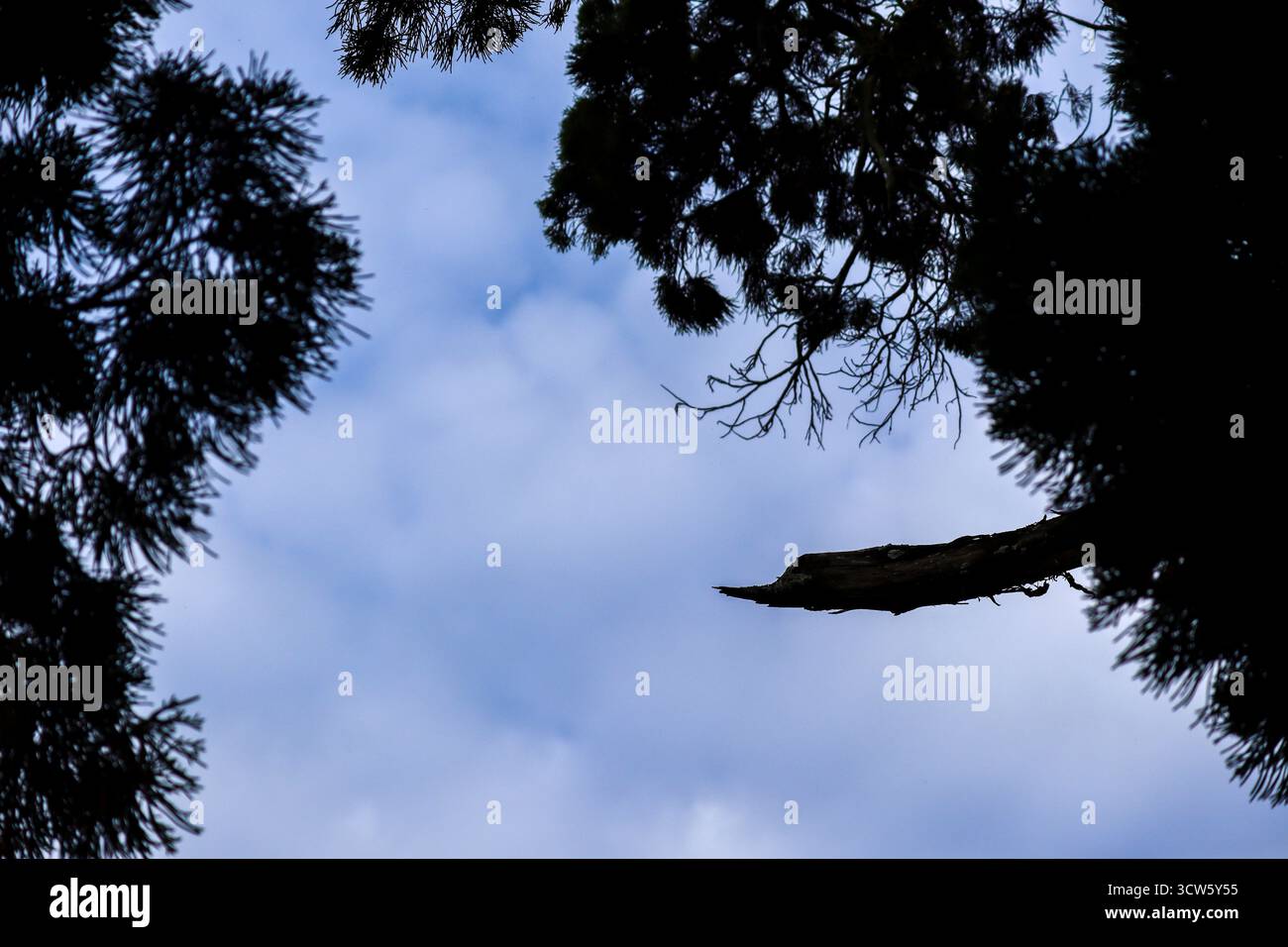 Silhouette von Stämmen, Ästen und Blättern auf einem Baum vor einem klaren Himmel Hintergrund Stockfoto