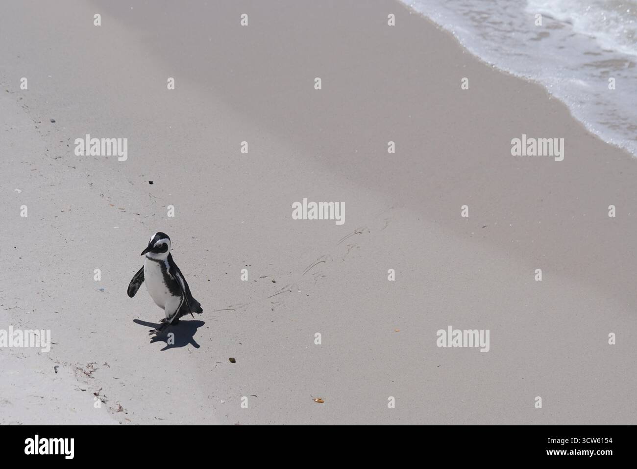 Ein einziger Pinguin, der zum Strand läuft Stockfoto