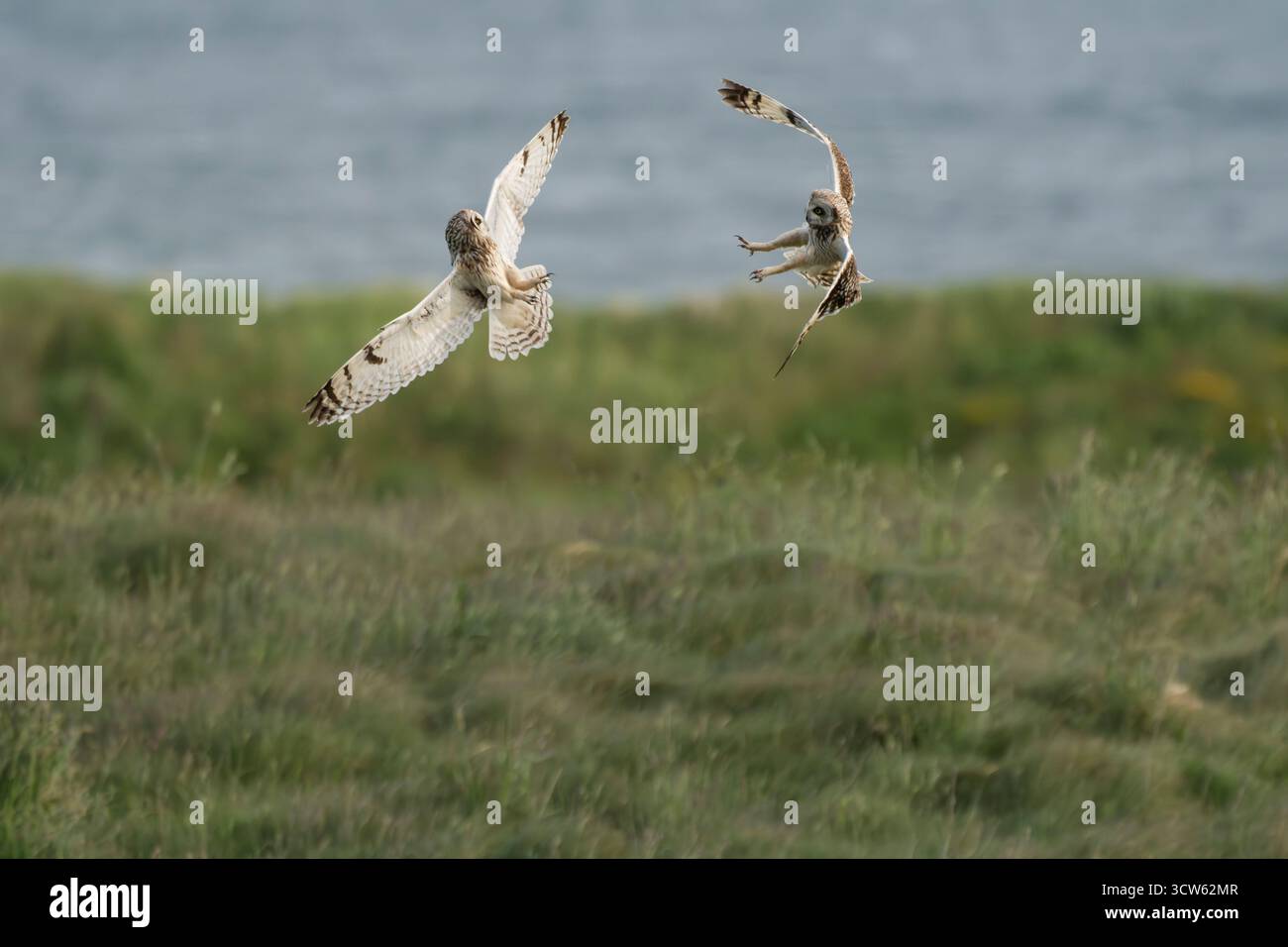 Zwei Kurzohrige im Luftkampf, Sanday, Orkney Islands, Schottland Stockfoto