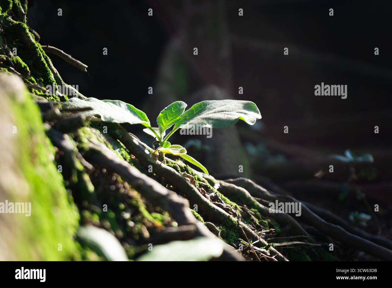 Nahaufnahme von kleinen grünen Blättern, die aus einem moosigen Baumstamm im sanften Morgenlicht auftauchen. Eine perfekte Darstellung von Leben, Natur und Regeneration Stockfoto