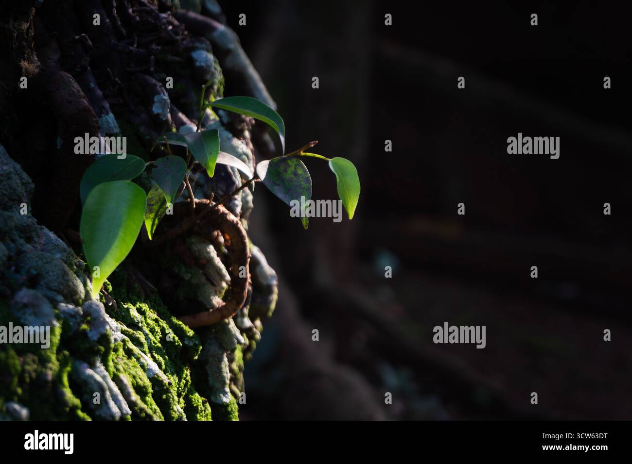 Nahaufnahme von kleinen grünen Blättern, die aus einem moosigen Baumstamm im sanften Morgenlicht auftauchen. Eine perfekte Darstellung von Leben, Natur und Regeneration Stockfoto