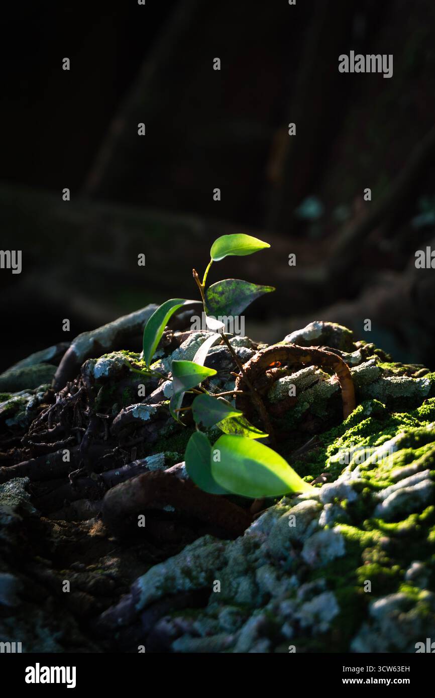 Nahaufnahme von kleinen grünen Blättern, die aus einem moosigen Baumstamm im sanften Morgenlicht auftauchen. Eine perfekte Darstellung von Leben, Natur und Regeneration Stockfoto