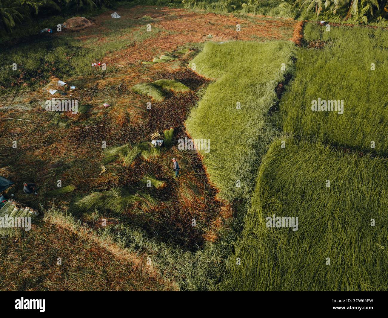 Aus der Vogelperspektive auf ein üppiges Seggenfeld in Tra Vinh, Vietnam, umgeben von Kokospalmen. Die Bauern ernten und bündeln Seggenpflanzen unter warmen Sonnenlien Stockfoto Aus der Vogelperspektive auf ein üppiges Seggenfeld in Tra Vinh, Vietnam, umgeben von Kokospalmen. Die Bauern ernten und bündeln Seggenpflanzen unter warmen Sonnenlien Stockfoto