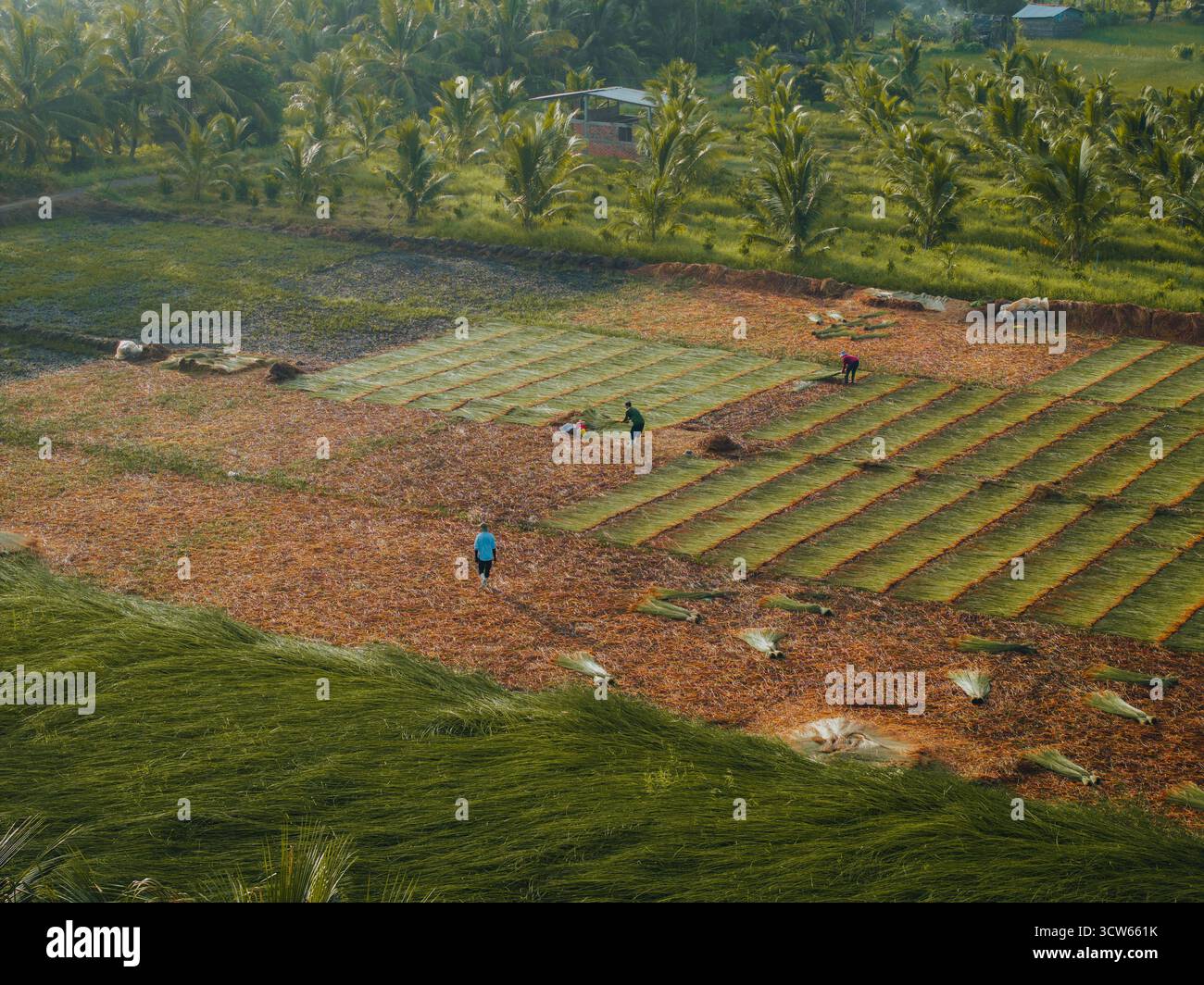 Aus der Vogelperspektive auf ein üppiges Seggenfeld in Tra Vinh, Vietnam, umgeben von Kokospalmen. Die Bauern ernten und bündeln Seggenpflanzen unter warmen Sonnenlien Stockfoto Aus der Vogelperspektive auf ein üppiges Seggenfeld in Tra Vinh, Vietnam, umgeben von Kokospalmen. Die Bauern ernten und bündeln Seggenpflanzen unter warmen Sonnenlien Stockfoto