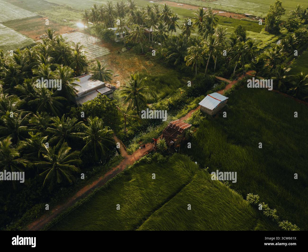 Aus der Vogelperspektive auf ein üppiges Seggenfeld in Tra Vinh, Vietnam, umgeben von Kokospalmen. Die Bauern ernten und bündeln Seggenpflanzen unter warmen Sonnenlien Stockfoto Aus der Vogelperspektive auf ein üppiges Seggenfeld in Tra Vinh, Vietnam, umgeben von Kokospalmen. Die Bauern ernten und bündeln Seggenpflanzen unter warmen Sonnenlien Stockfoto