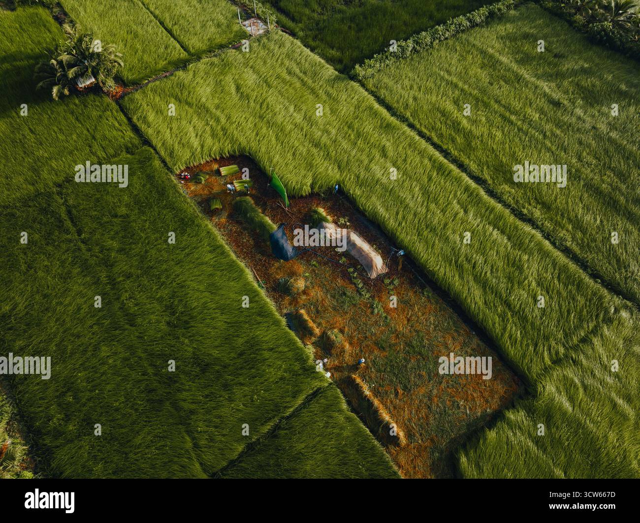 Aus der Vogelperspektive auf ein üppiges Seggenfeld in Tra Vinh, Vietnam, umgeben von Kokospalmen. Die Bauern ernten und bündeln Seggenpflanzen unter warmen Sonnenlien Stockfoto Aus der Vogelperspektive auf ein üppiges Seggenfeld in Tra Vinh, Vietnam, umgeben von Kokospalmen. Die Bauern ernten und bündeln Seggenpflanzen unter warmen Sonnenlien Stockfoto