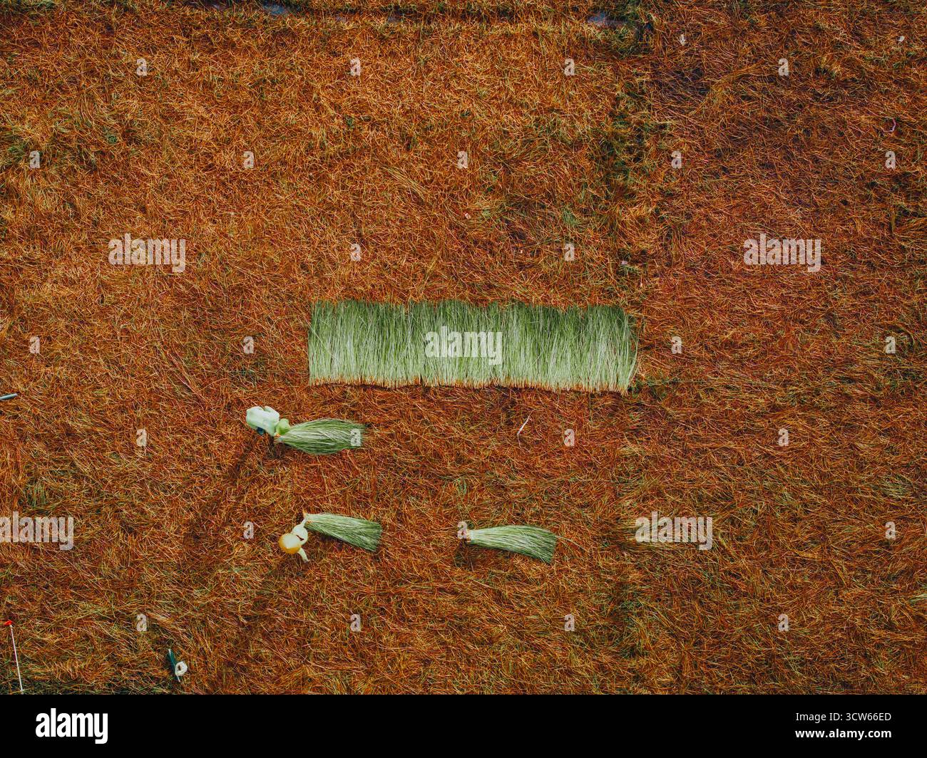 Aus der Vogelperspektive auf ein üppiges Seggenfeld in Tra Vinh, Vietnam, umgeben von Kokospalmen. Die Bauern ernten und bündeln Seggenpflanzen unter warmen Sonnenlien Stockfoto Aus der Vogelperspektive auf ein üppiges Seggenfeld in Tra Vinh, Vietnam, umgeben von Kokospalmen. Die Bauern ernten und bündeln Seggenpflanzen unter warmen Sonnenlien Stockfoto
