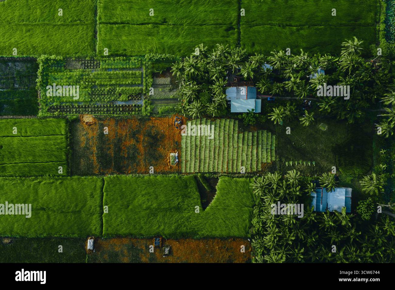 Aus der Vogelperspektive auf ein üppiges Seggenfeld in Tra Vinh, Vietnam, umgeben von Kokospalmen. Die Bauern ernten und bündeln Seggenpflanzen unter warmen Sonnenlien Stockfoto Aus der Vogelperspektive auf ein üppiges Seggenfeld in Tra Vinh, Vietnam, umgeben von Kokospalmen. Die Bauern ernten und bündeln Seggenpflanzen unter warmen Sonnenlien Stockfoto