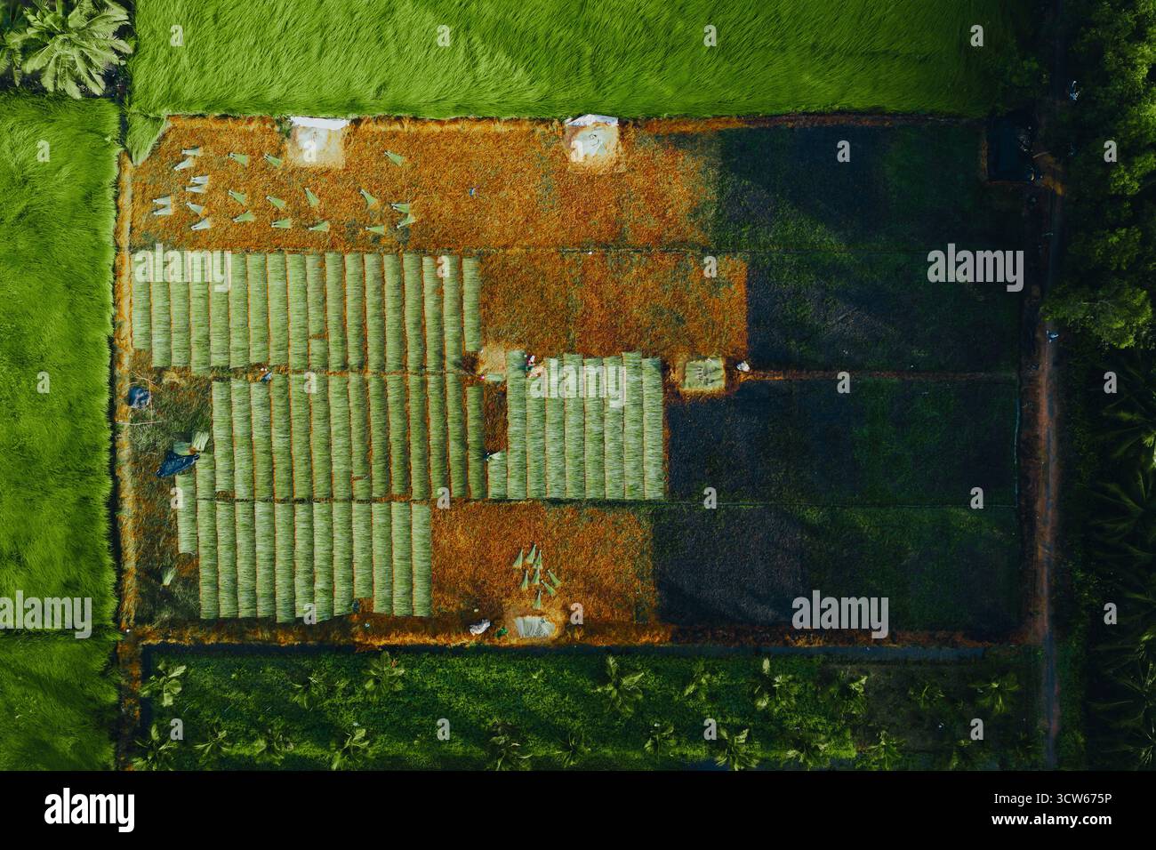 Aus der Vogelperspektive auf ein üppiges Seggenfeld in Tra Vinh, Vietnam, umgeben von Kokospalmen. Die Bauern ernten und bündeln Seggenpflanzen unter warmen Sonnenlien Stockfoto Aus der Vogelperspektive auf ein üppiges Seggenfeld in Tra Vinh, Vietnam, umgeben von Kokospalmen. Die Bauern ernten und bündeln Seggenpflanzen unter warmen Sonnenlien Stockfoto