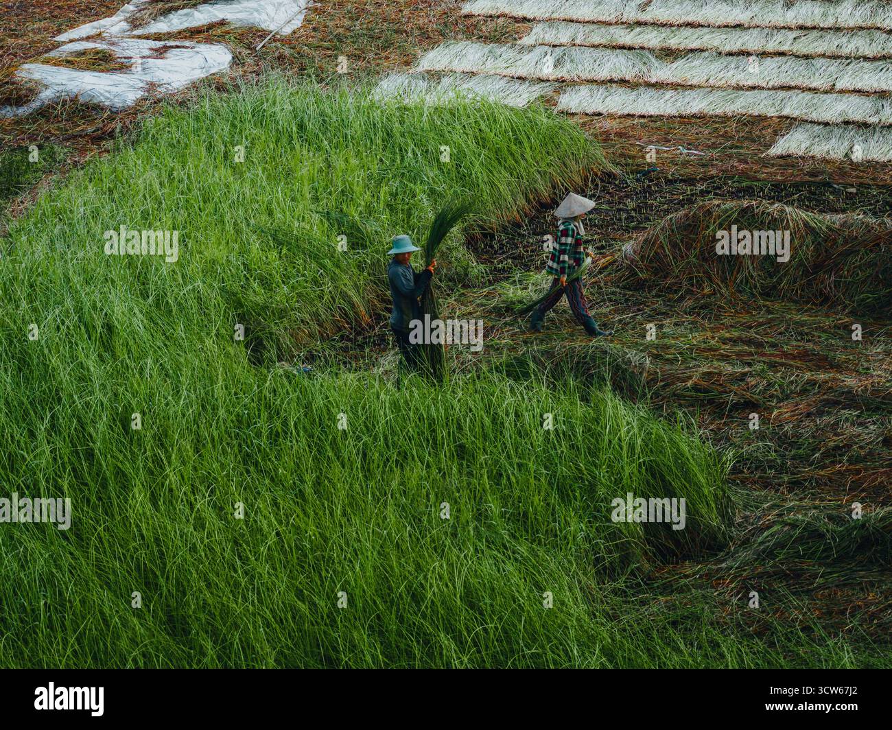 Aus der Vogelperspektive auf ein üppiges Seggenfeld in Tra Vinh, Vietnam, umgeben von Kokospalmen. Die Bauern ernten und bündeln Seggenpflanzen unter warmen Sonnenlien Stockfoto Aus der Vogelperspektive auf ein üppiges Seggenfeld in Tra Vinh, Vietnam, umgeben von Kokospalmen. Die Bauern ernten und bündeln Seggenpflanzen unter warmen Sonnenlien Stockfoto