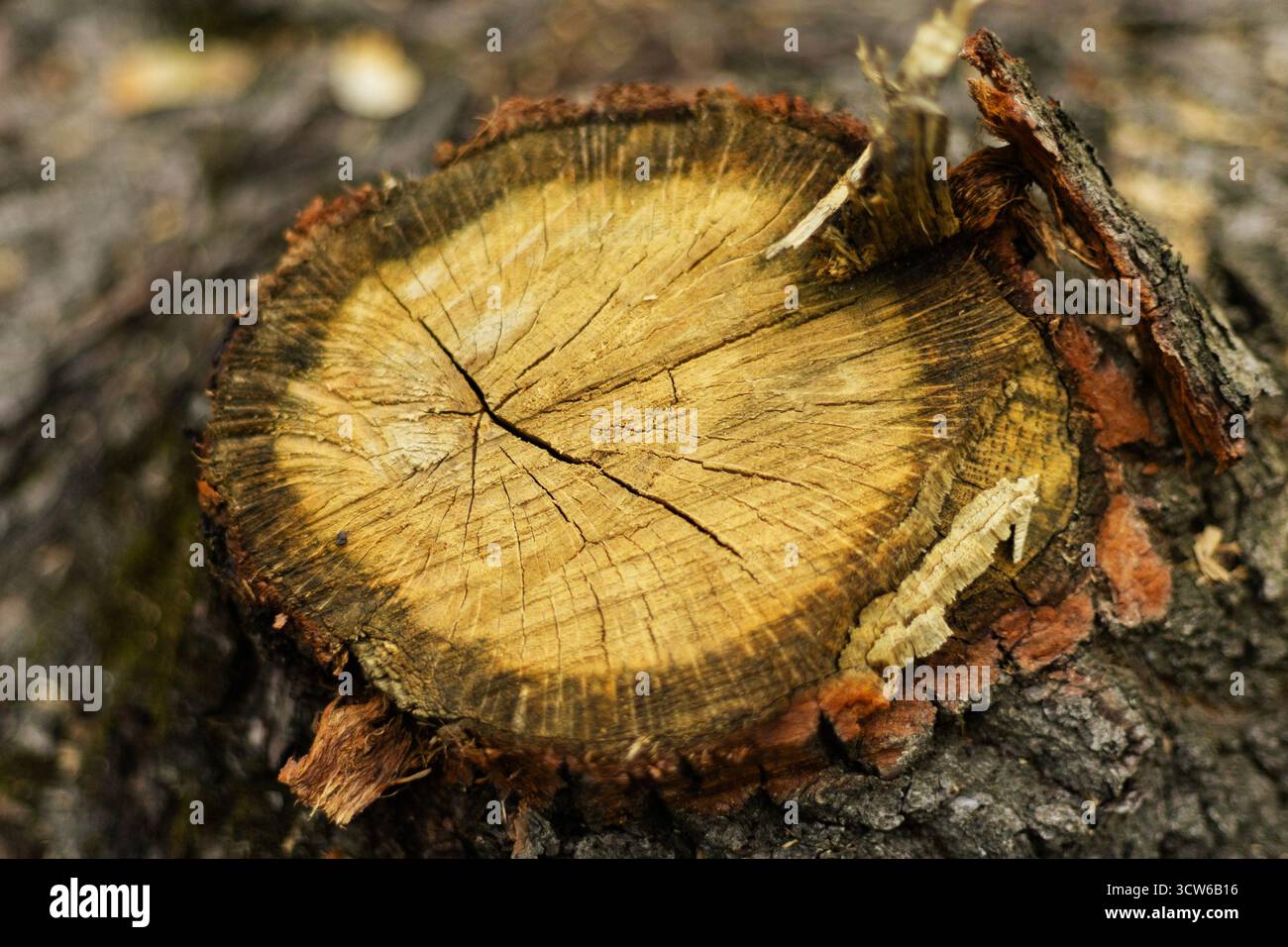 Baumstamm mit sichtbaren Jahresringen und gerissener, trockener Holzstruktur schneiden. Hochwertige Fotos Stockfoto