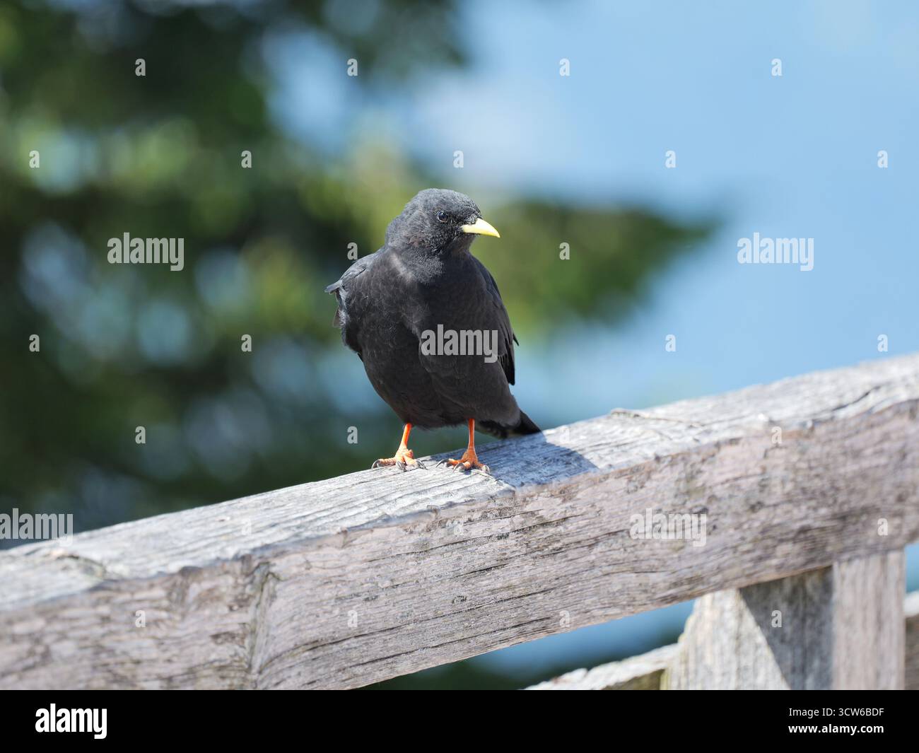alpenkraut, Pyrrhocorax graculus, mit glänzendem schwarzem Gefieder, gelbem Schnabel und roten Beinen, fotografiert in den Alpen. Nahaufnahme. Stockfoto