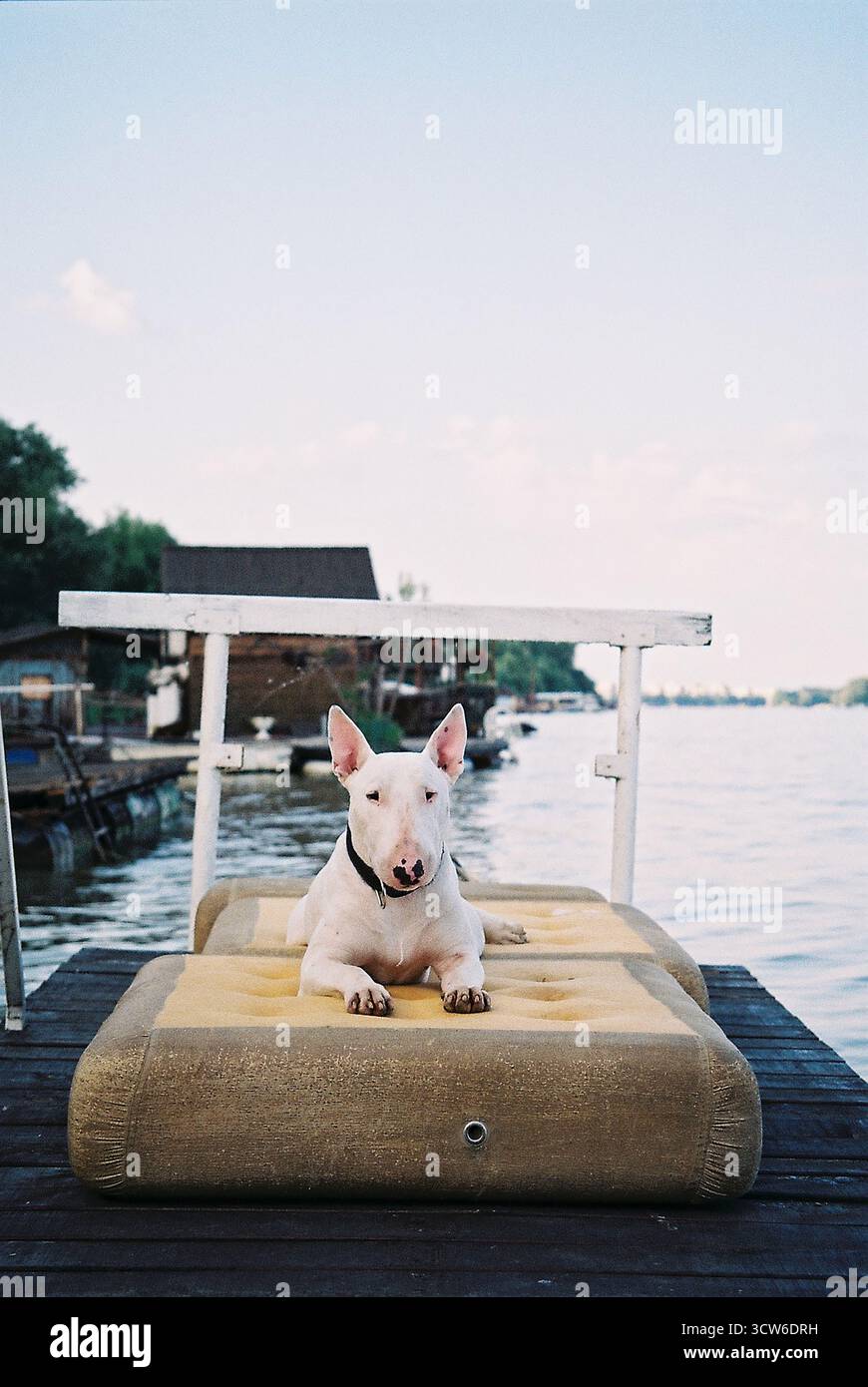 Bullterrier liegt auf einem Floß auf der Save und blickt direkt in die Kamera an einem ruhigen, entspannten Tag. Stockfoto